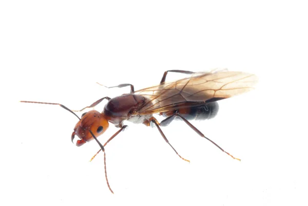 Bereketli karınca — Stok fotoğraf