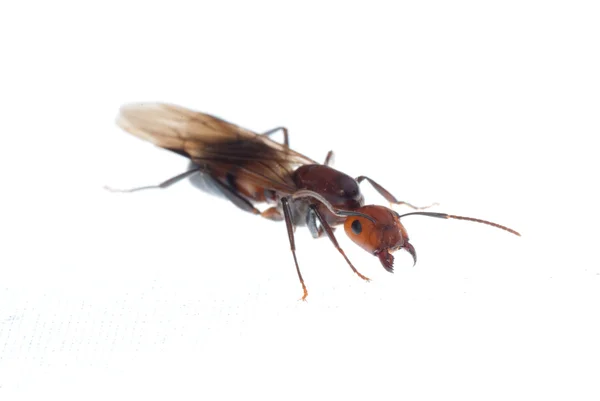 肥沃な ant — ストック写真