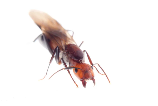 Fruchtbare Ameise — Stockfoto