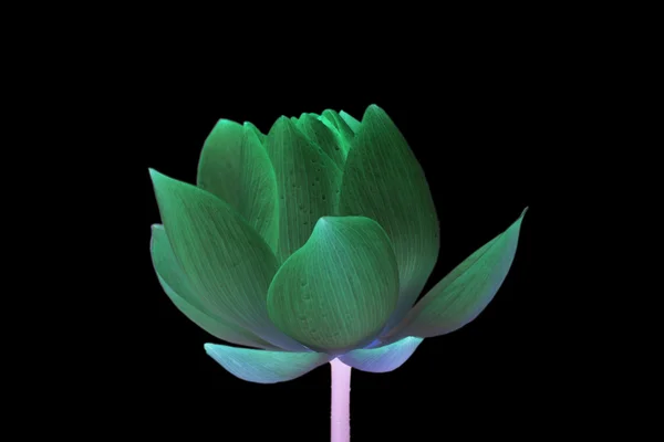 Lotusblomma isolerade — Stockfoto