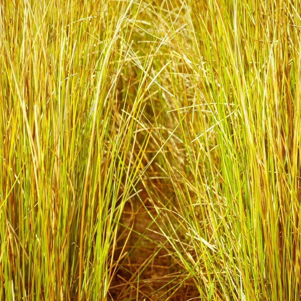 Autumn grass field — Stock Photo, Image
