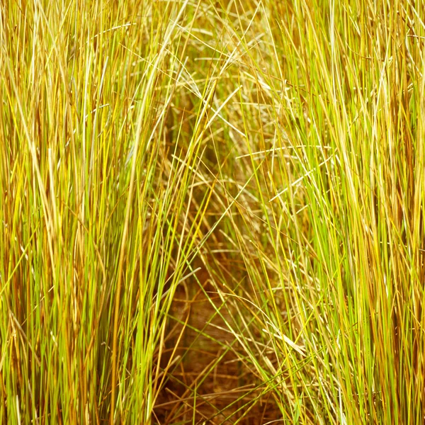 stock image Autumn grass field