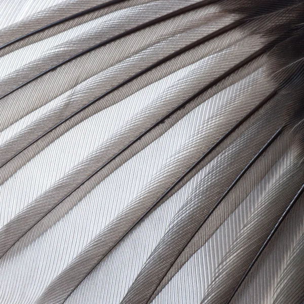 Textura del ala de ave — Foto de Stock