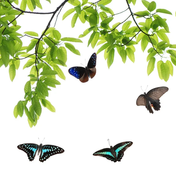 Летучая бабочка — стоковое фото