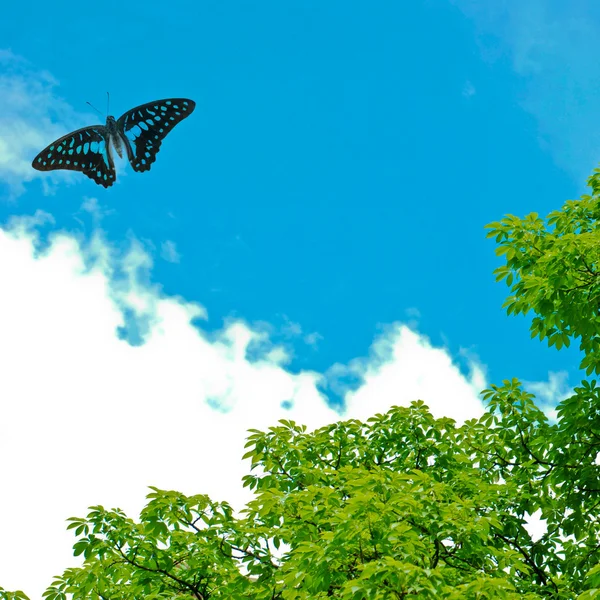 Latający motyl — Zdjęcie stockowe