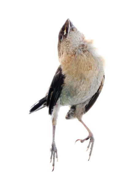 Pássaro pardal — Fotografia de Stock