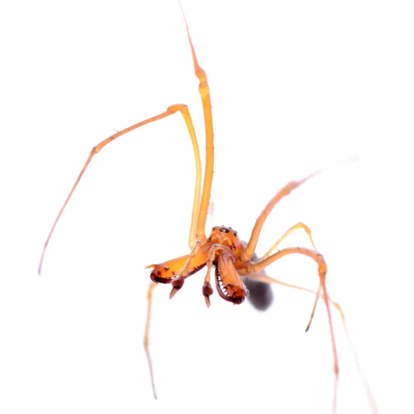 Aranha animal — Fotografia de Stock