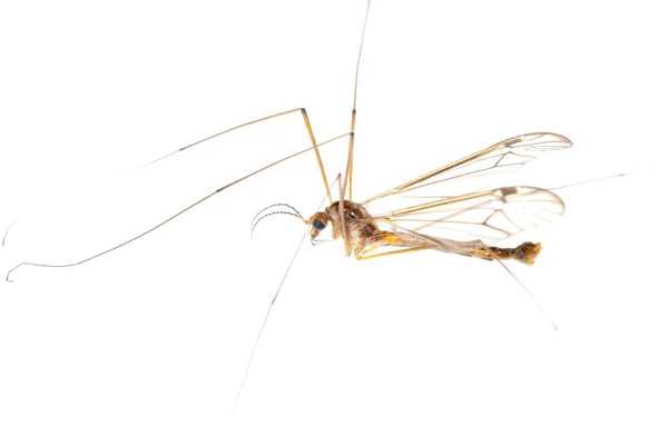 Vinç sinek baba — Stok fotoğraf