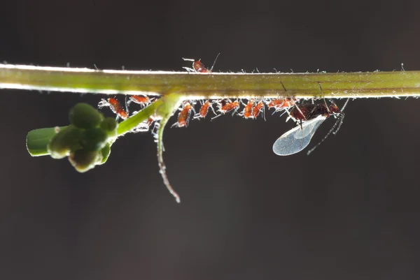 stock image Insect aphid family