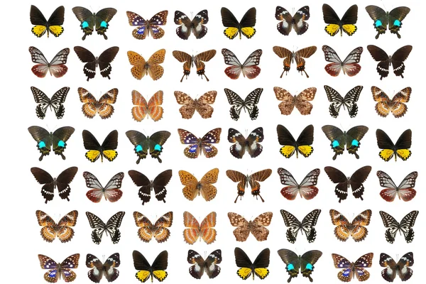 鱗翅目の蝶 — ストック写真