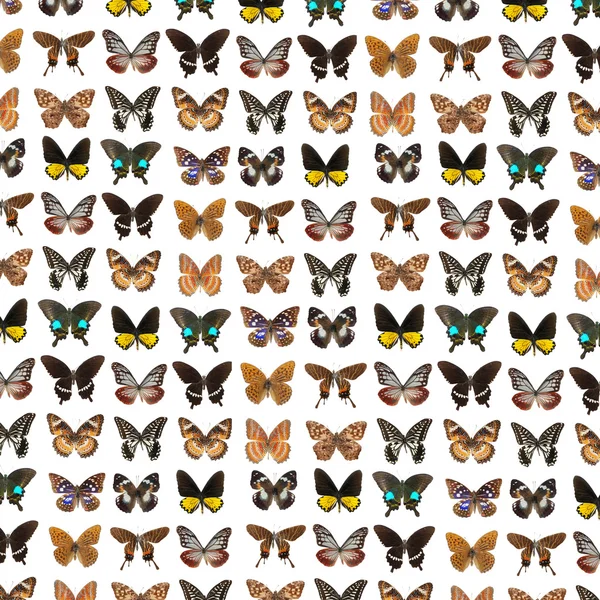 Lepidoptera метелик — стокове фото