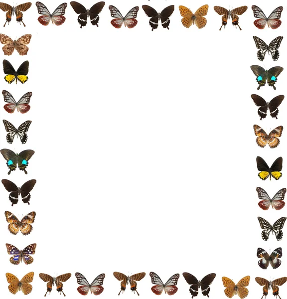 蝴蝶框架背景 — 图库照片