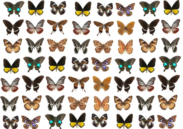 Mariposa lepidóptera —  Fotos de Stock