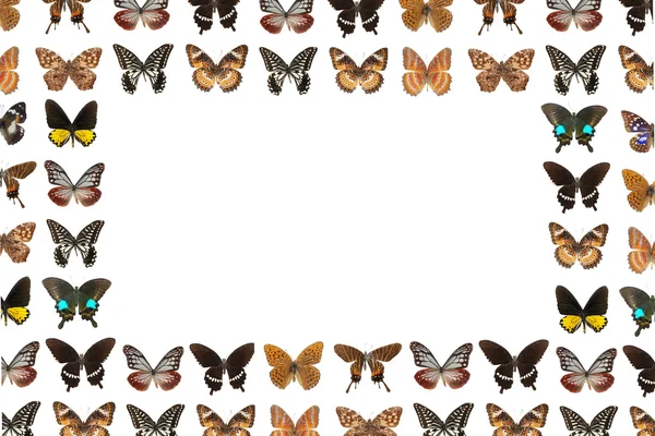 Schmetterling Rahmen Hintergrund — Stockfoto