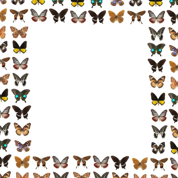 Fond de cadre papillon — Photo