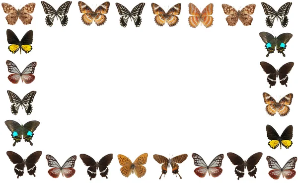 Pozadí rámce motýl — Stock fotografie