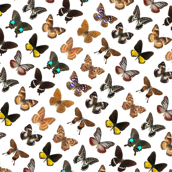 Λεπιδόπτερα πεταλούδα — Φωτογραφία Αρχείου