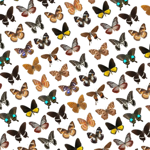 Lepidoptera vlinder — Stockfoto