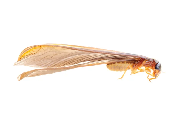 Insect termite white ant — Stock Photo, Image