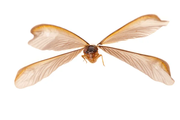 Hmyzí termit bílý mravenec — Stock fotografie