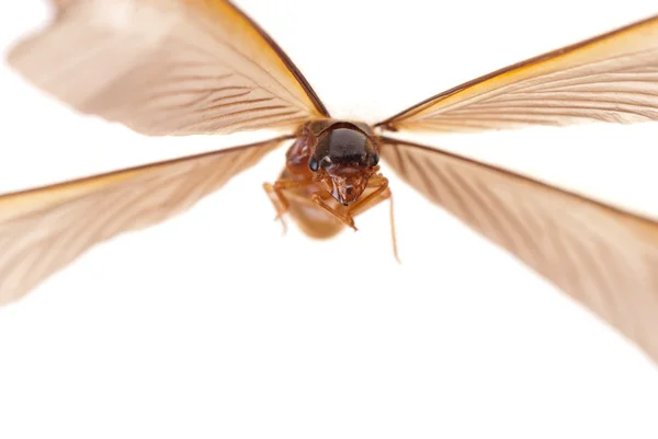 昆虫シロアリ — ストック写真