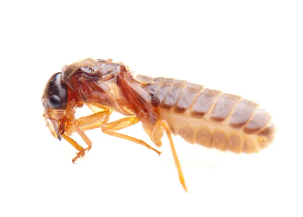 Insekt Termite Weiße Ameise — Stockfoto