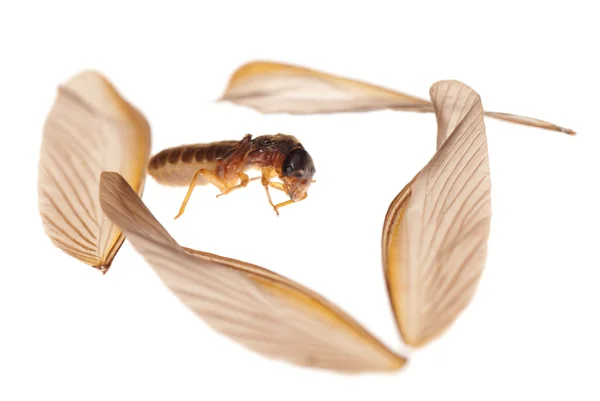 Hmyzí termit bílý mravenec — Stock fotografie
