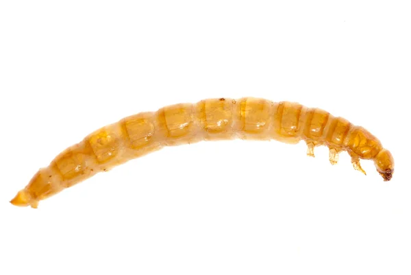 黄色餐蠕虫 — 图库照片