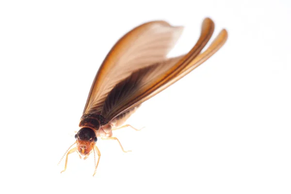 Termite white ant — Stock Photo, Image
