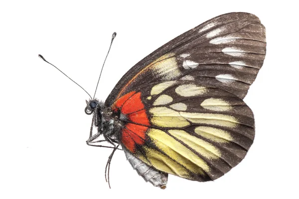 Butterfly side view — Stock Photo, Image