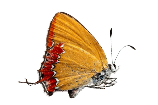 Вид збоку метелик — стокове фото