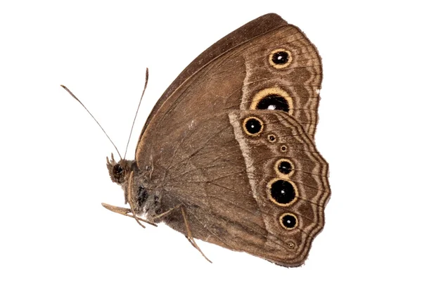 Borboleta vista lateral — Fotografia de Stock