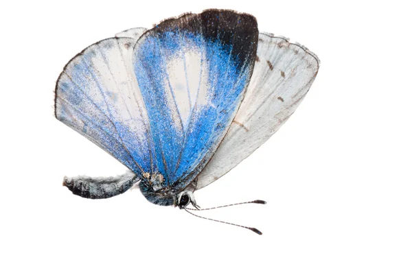 Mariposa vista lateral — Foto de Stock