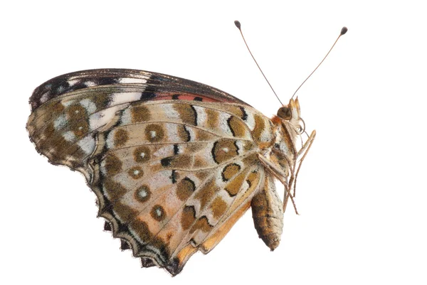Vlinder zijaanzicht — Stockfoto