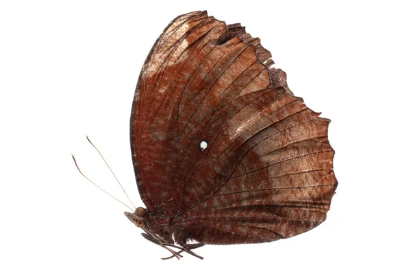 Вид сбоку бабочки — стоковое фото