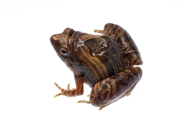 동물 개구리 — 스톡 사진