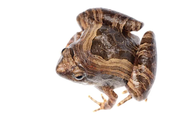 Животная лягушка — стоковое фото