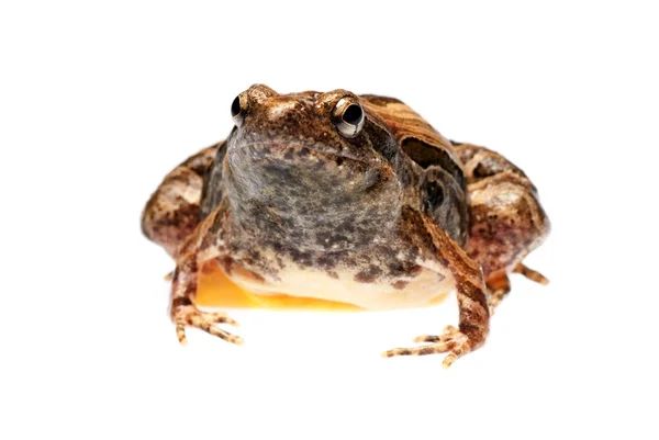 동물 양서류 개구리 — 스톡 사진