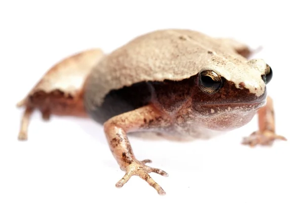 Amfibi hayvan kurbağa — Stok fotoğraf