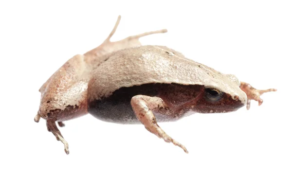 Płaz zwierzę żaba — Zdjęcie stockowe