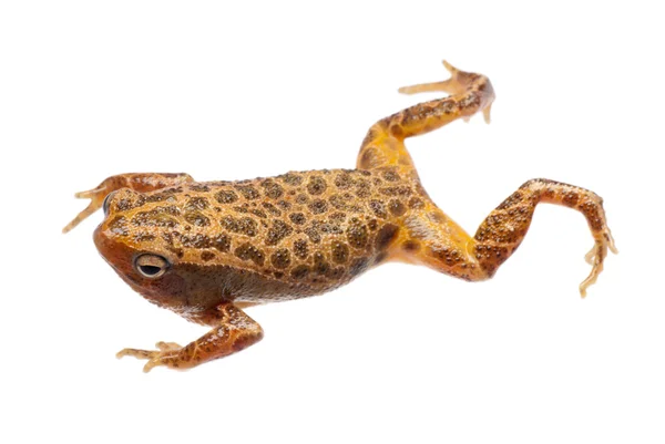 Тварина амфібія жаба — стокове фото