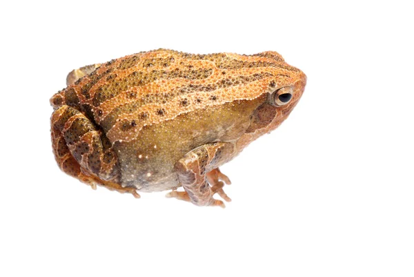 Animal amphibian frog — Stock Photo, Image