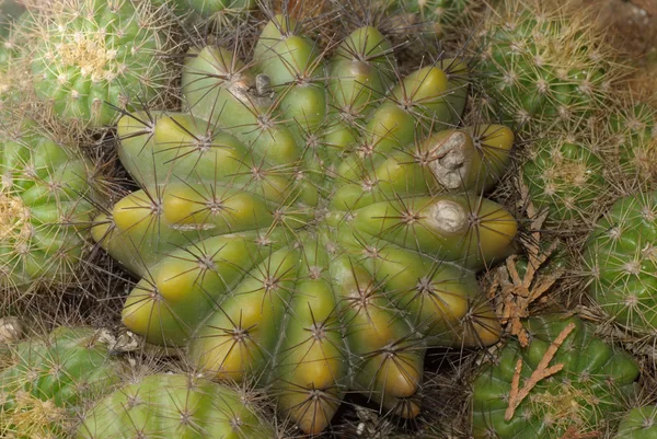 Plant cactus tree — Stock Photo, Image