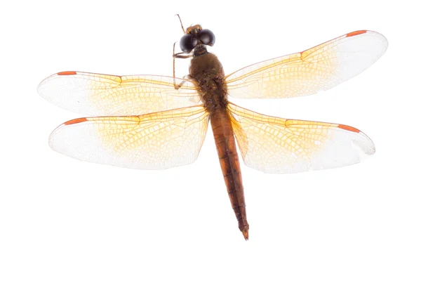Yusufçuk böcek — Stok fotoğraf