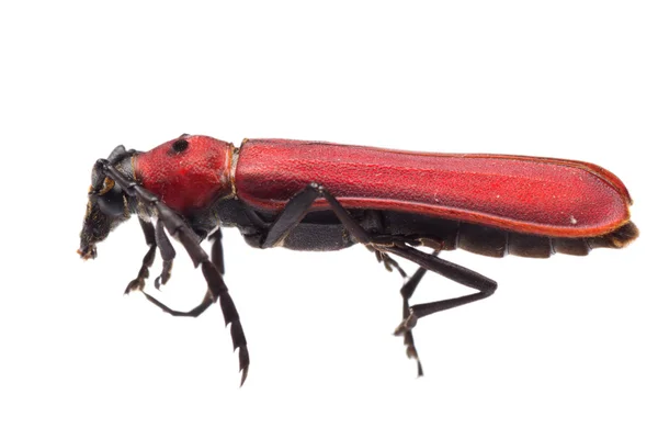 Длиннохвостый жук — стоковое фото