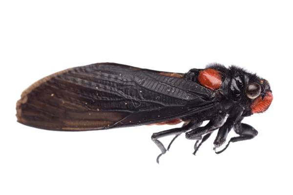 Цикада-насекомое — стоковое фото