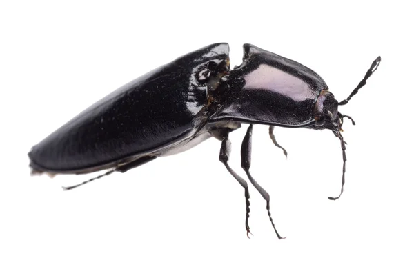 Haga clic en insecto escarabajo — Foto de Stock
