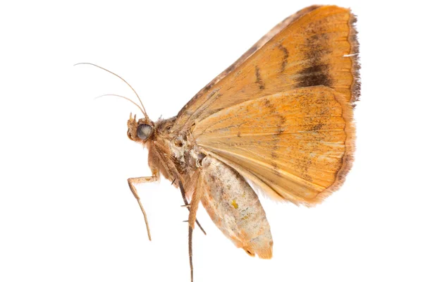 Moth isolated — Stock Photo, Image