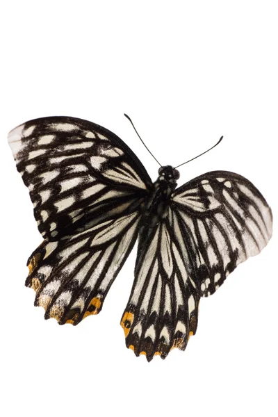 Πεταλούδα απομονωθεί — Φωτογραφία Αρχείου
