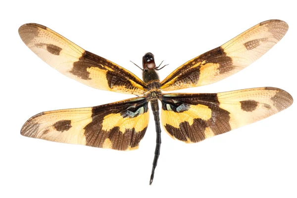 Εντόμων dragonfly — Φωτογραφία Αρχείου